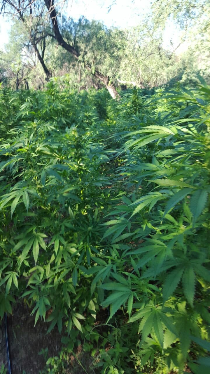 El cultivo ílicito estaba escondido en un municipio de Sonora cercano a la frontera.