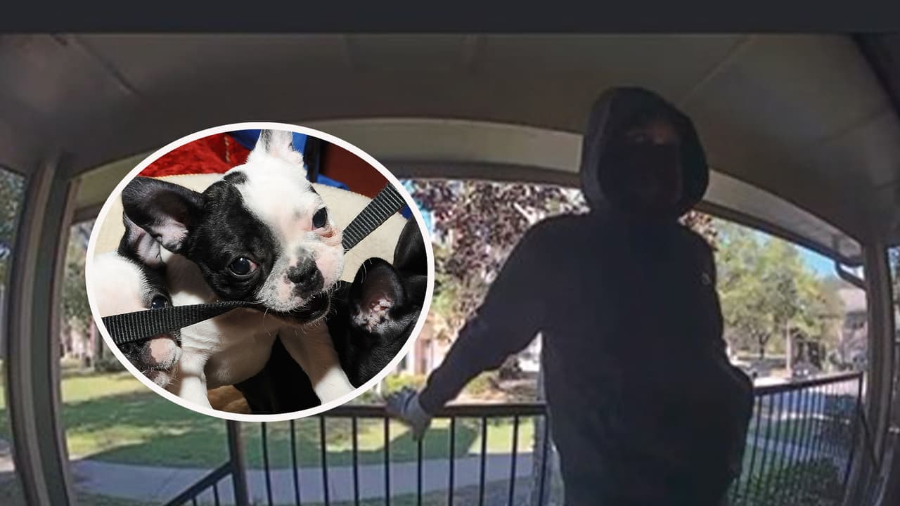 Patean la puerta de entrada, irrumpen en una vivienda y roban cinco cachorros de bulldog francés