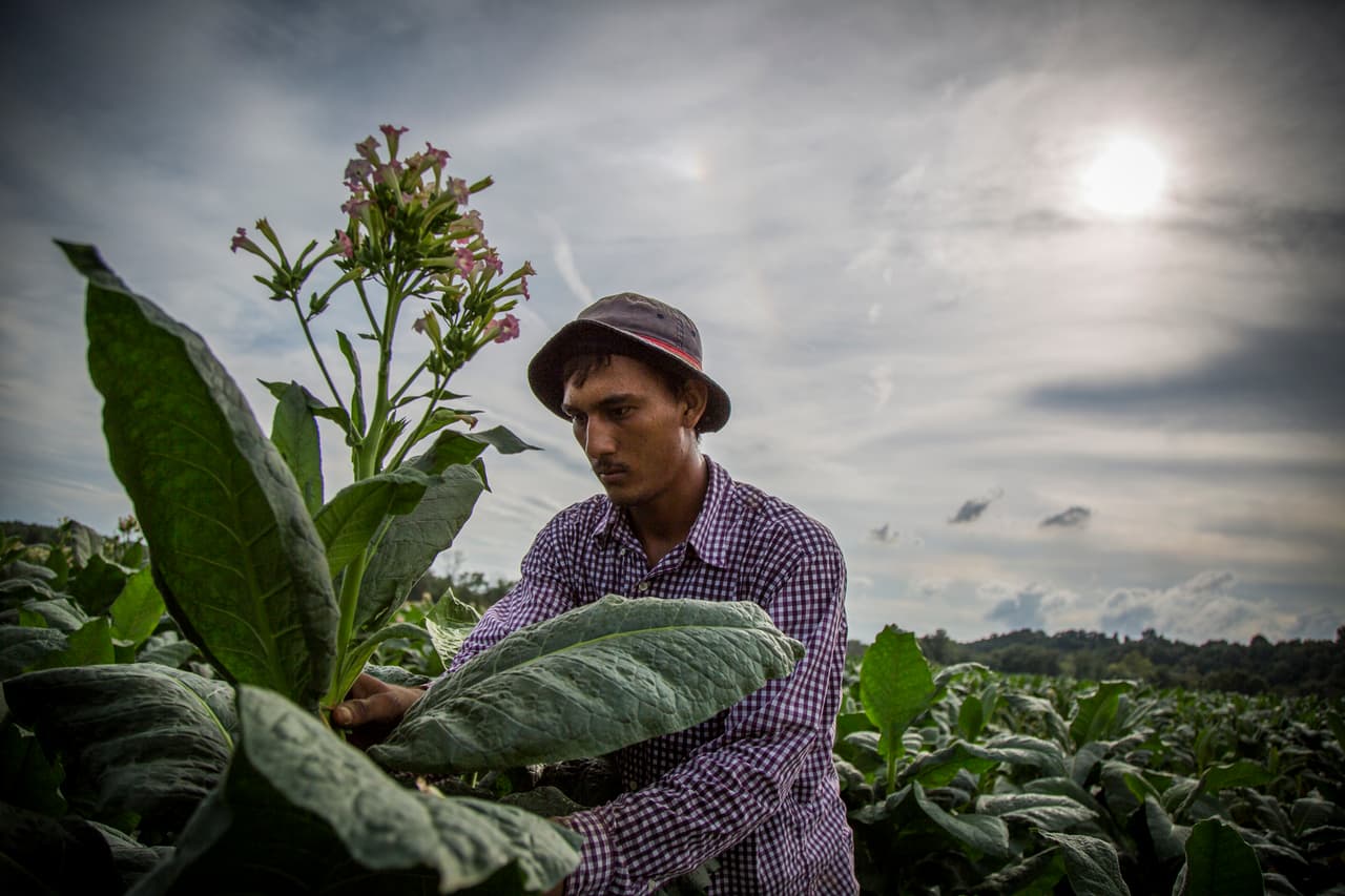José Ramón González Pérez, de 22 años, arranca la flor que se erige en la planta de tabaco. (Nacho Corbella/Univision Noticias)