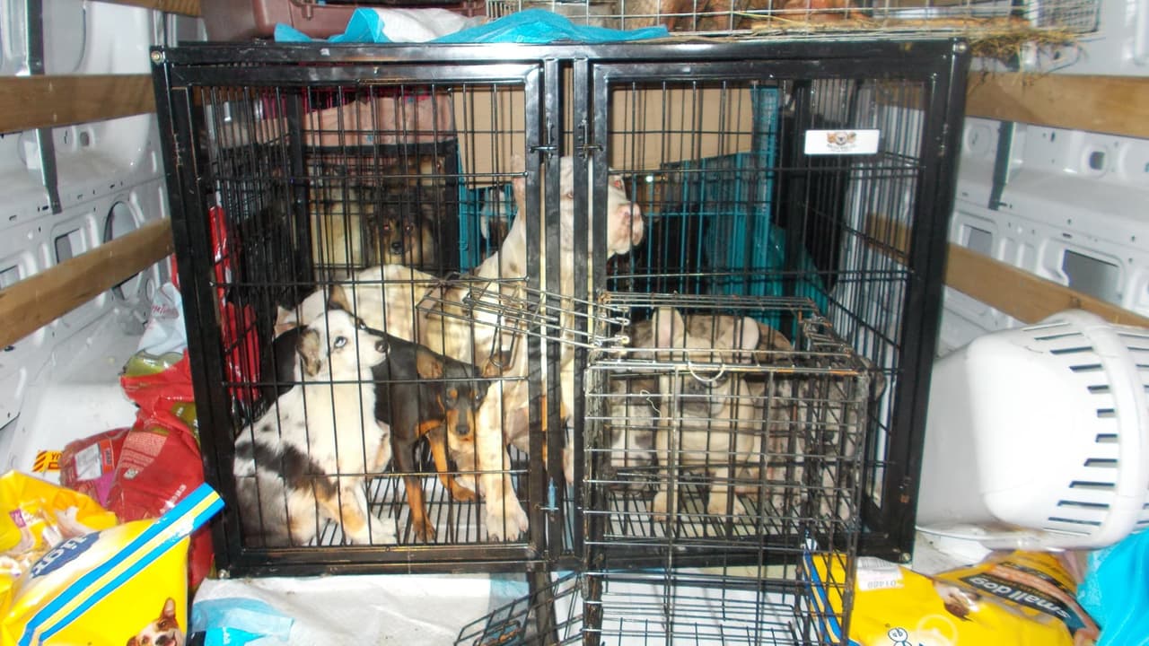 Se descubrió que los animales vivían en condiciones deplorables y en sus propios excrementos.