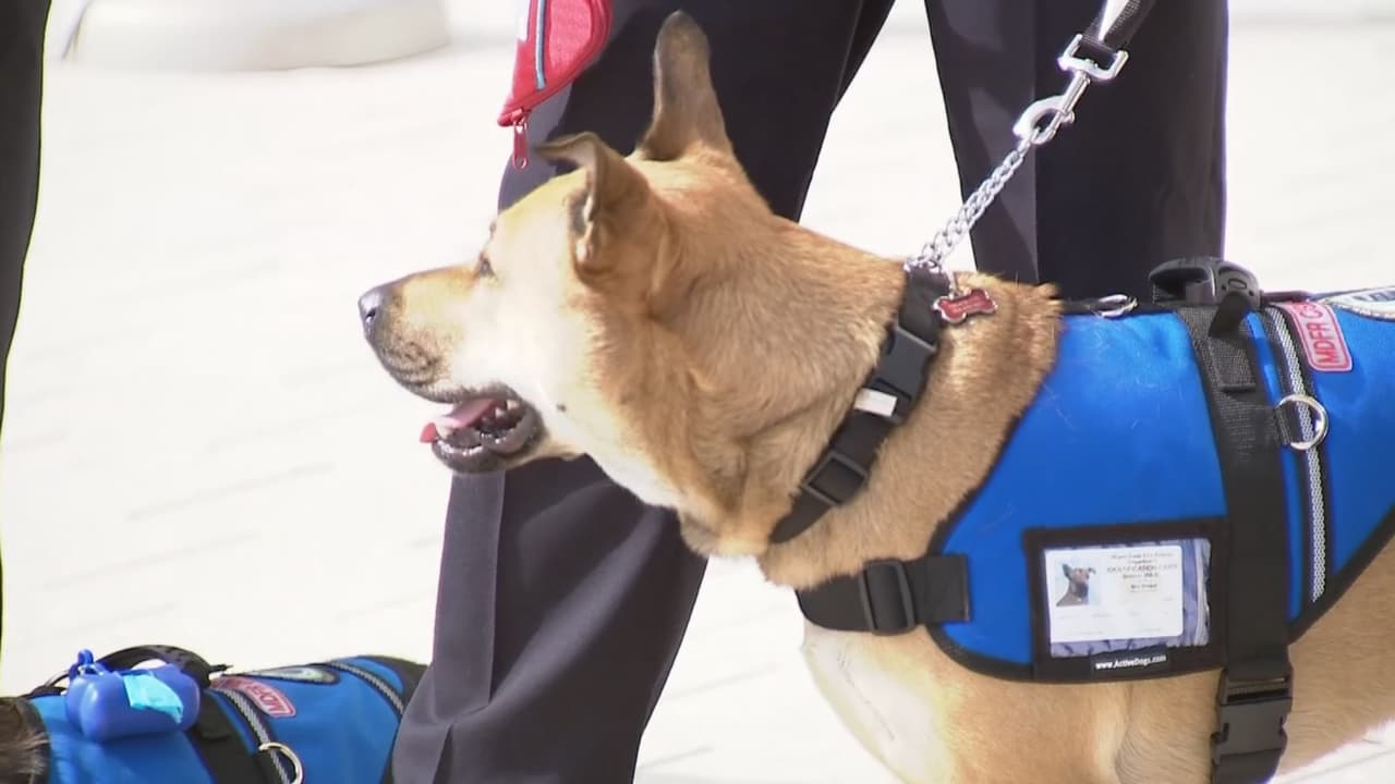 En su entrenamiento, los perros aprenden a detectar si su amo está pasando por un momento de crisis, y le dan su apoyo.