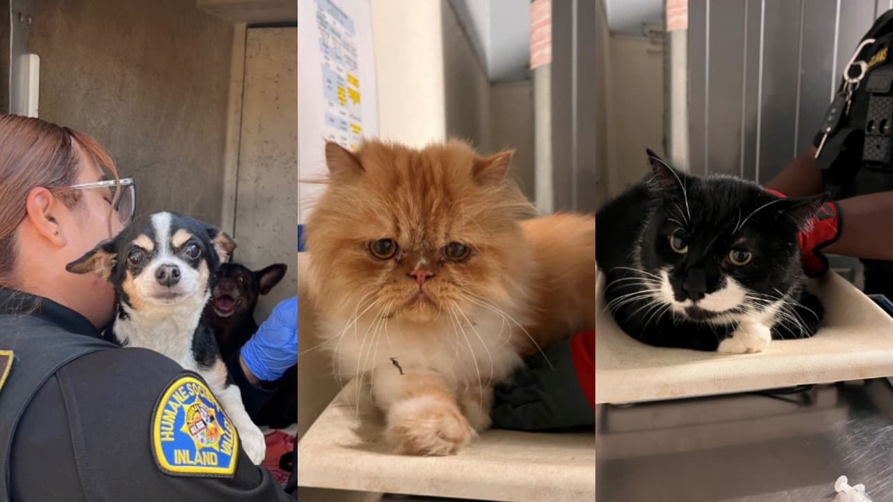 Más de 500 gatos, vivos y muertos, encontrados en condiciones inhumanas en propiedades de un rescate animal