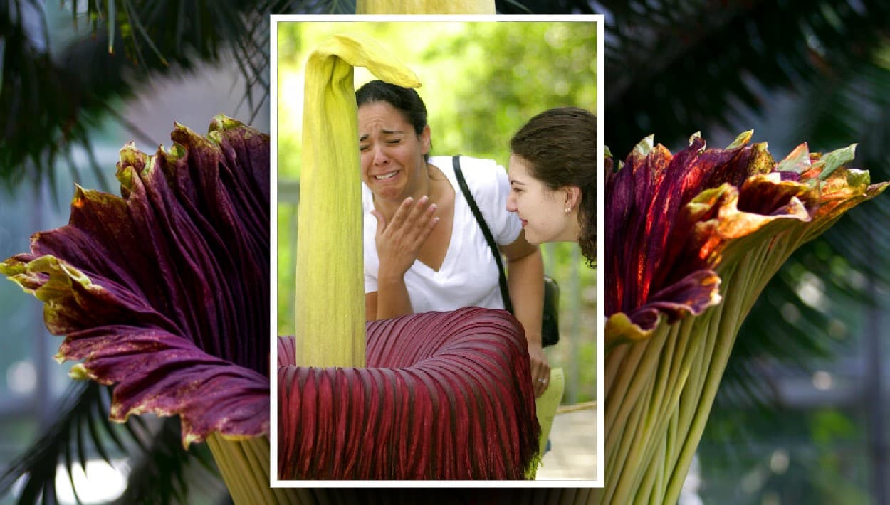 Dos flores cadáver alcanzan su máxima plenitud en el invernadero de The Huntington