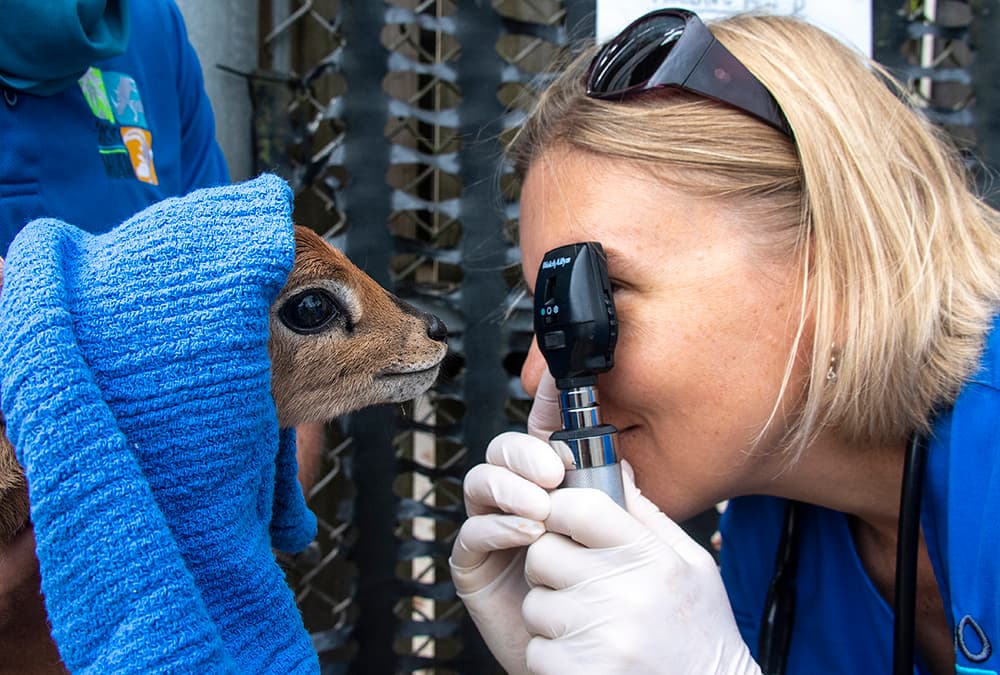 Personal del zoológico pudo comprobar el estado general del neonato. Le practicaron un examen de sangre y le insertaron un microchip para garantizar una futura identificación.