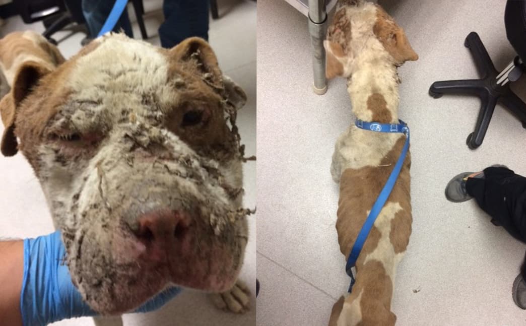 Mujer del Valle Central espera sentencia por maltratar a su mascota