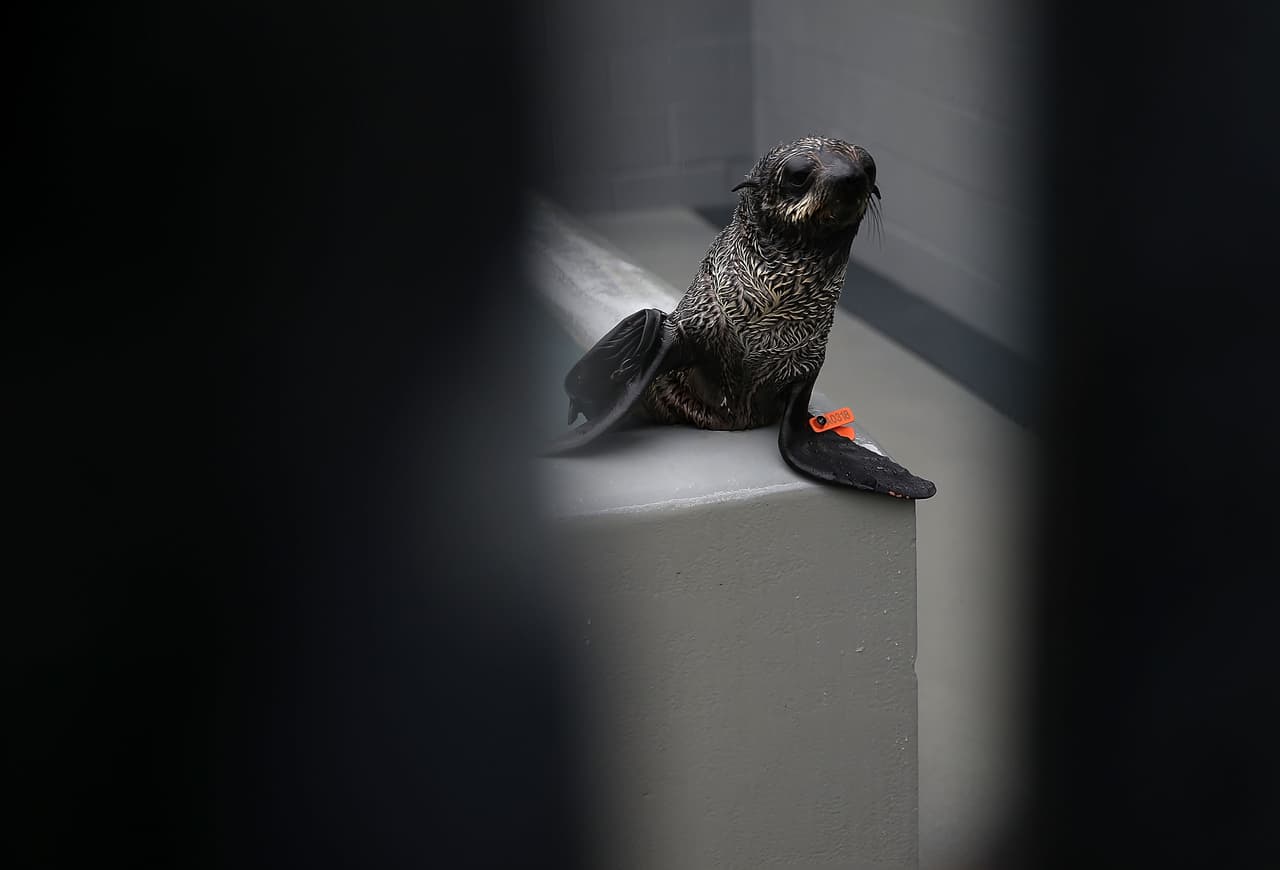 Un número récord de cachorros de lobos marinos han sido encontrados varados en las playas de California y están siendo atendidos en el Centro de Mamíferos Marinos.