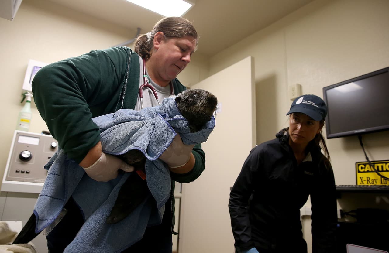 Un número récord de cachorros de lobos marinos han sido encontrados varados en las playas de California y están siendo atendidos en el Centro de Mamíferos Marinos.