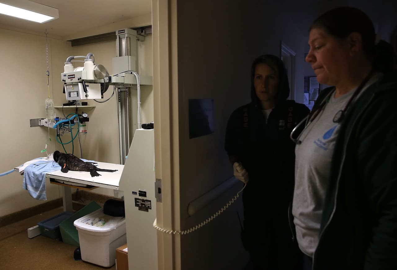 Un número récord de cachorros de lobos marinos han sido encontrados varados en las playas de California y están siendo atendidos en el Centro de Mamíferos Marinos.