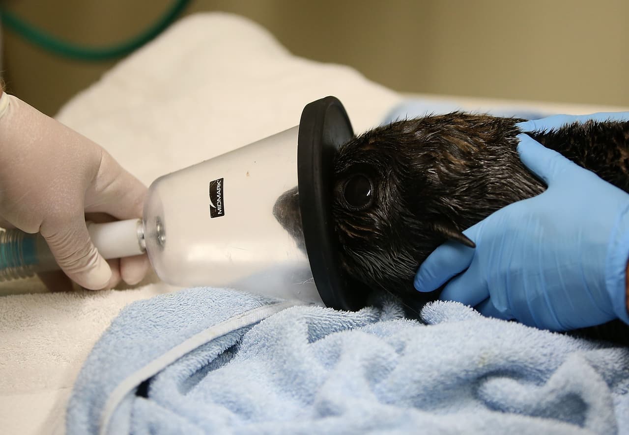 Un número récord de cachorros de lobos marinos han sido encontrados varados en las playas de California y están siendo atendidos en el Centro de Mamíferos Marinos.