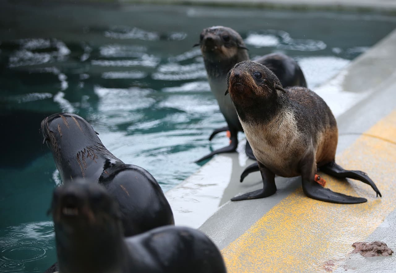 Un número récord de cachorros de lobos marinos han sido encontrados varados en las playas de California y están siendo atendidos en el Centro de Mamíferos Marinos.