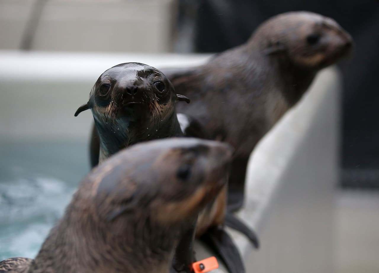 Un número récord de cachorros de lobos marinos han sido encontrados varados en las playas de California y están siendo atendidos en el Centro de Mamíferos Marinos.