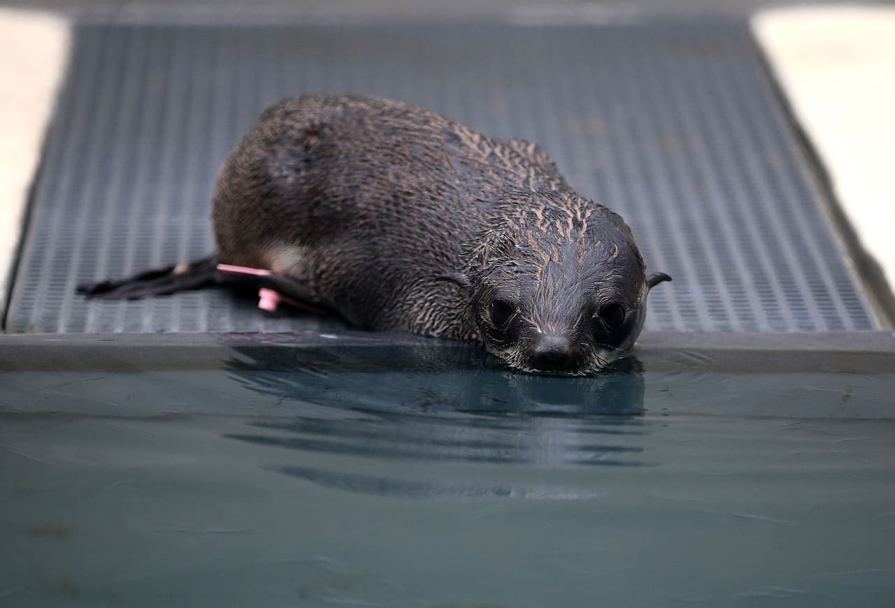 Un número récord de cachorros de lobos marinos han sido encontrados varados en las playas de California y están siendo atendidos en el Centro de Mamíferos Marinos.