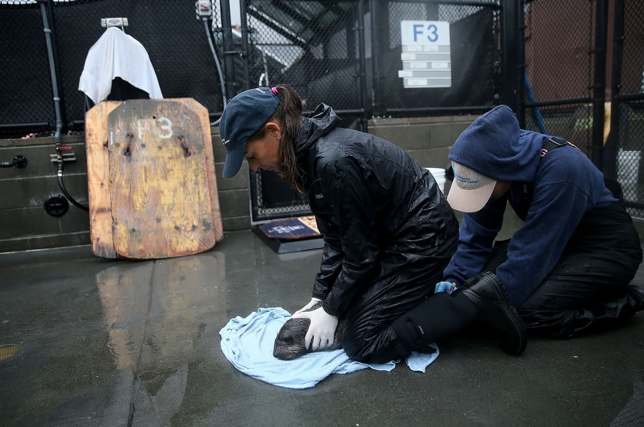 Un número récord de cachorros de lobos marinos han sido encontrados varados en las playas de California y están siendo atendidos en el Centro de Mamíferos Marinos.