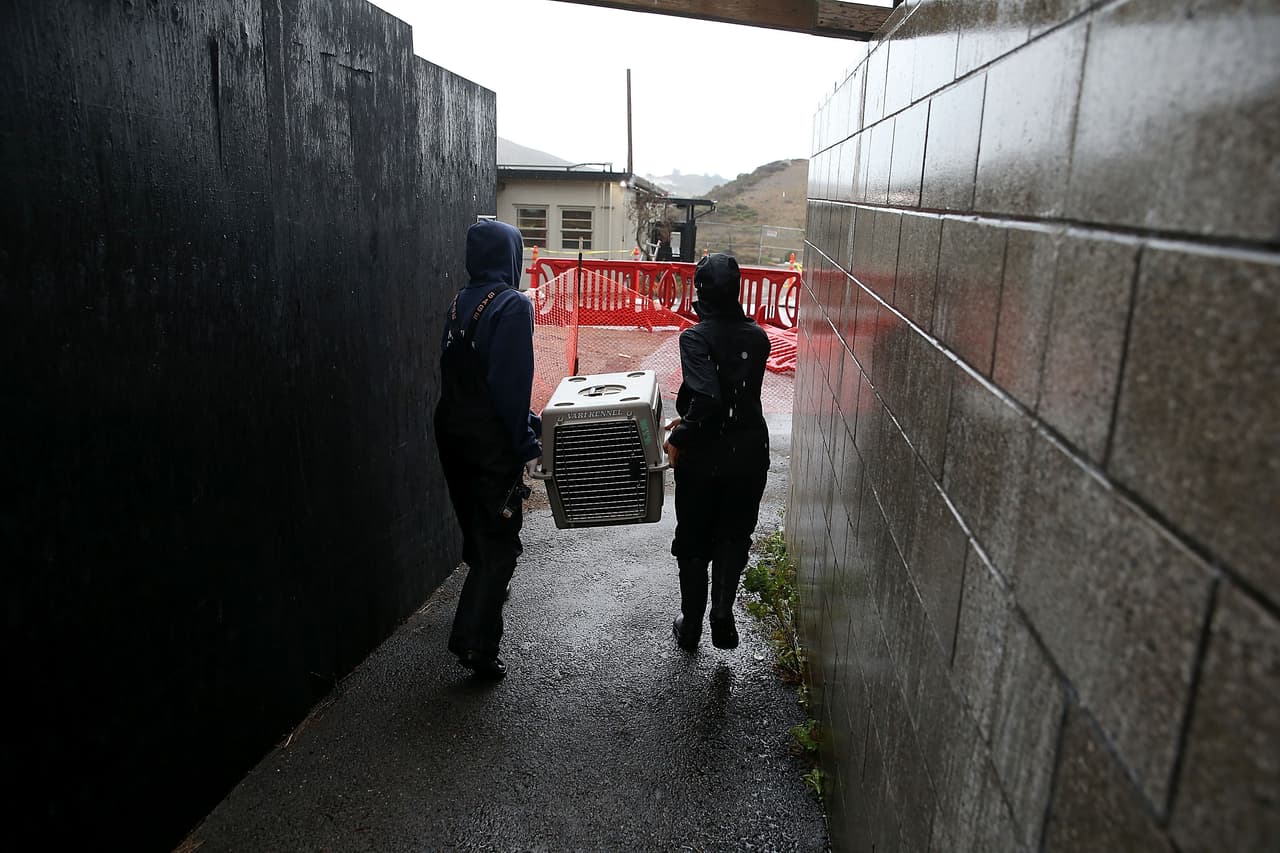 El Centro de Mamíferos Marinos ha rescatado 1,747 focas y leones marinos en lo que va de este año, más que cualquier otro momento de su historia 40 años.