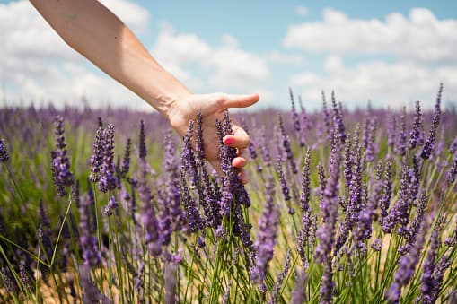 La primavera llega con un festival de lavanda y ‘bluebonnets’ en el centro de Texas