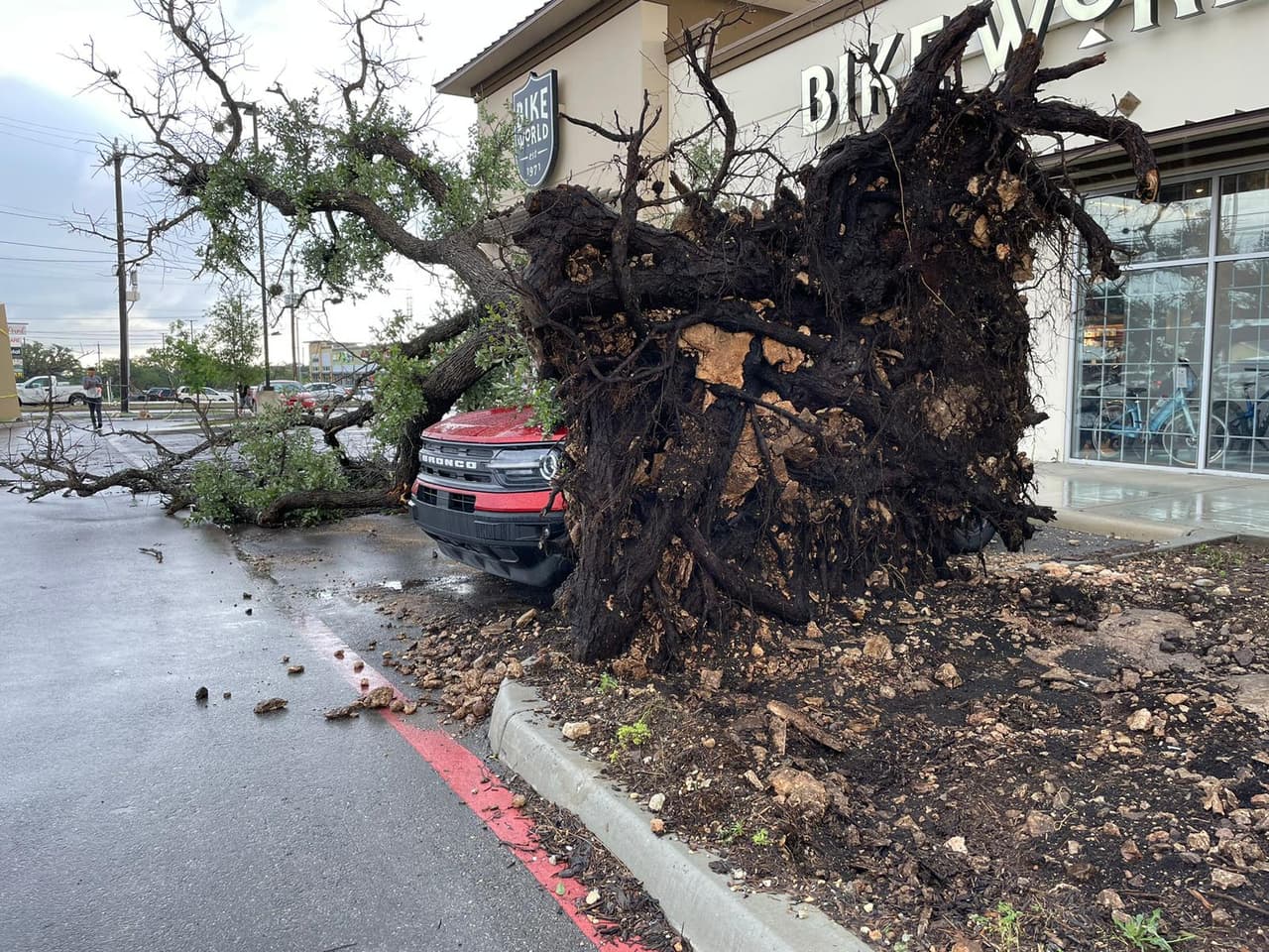 Los vientos que se generaron por la tormenta, de hasta unas 70 mph, arrancó el árbol desde raíz, haciéndolo caer, afuera de una tienda.