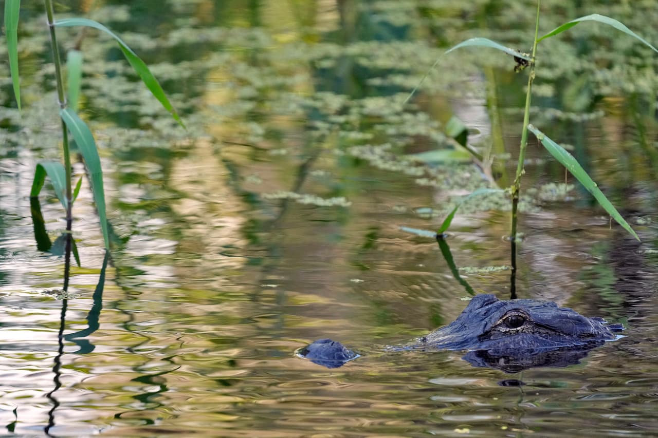 Muere pescador en ataque de caimán junto a un lago en Florida