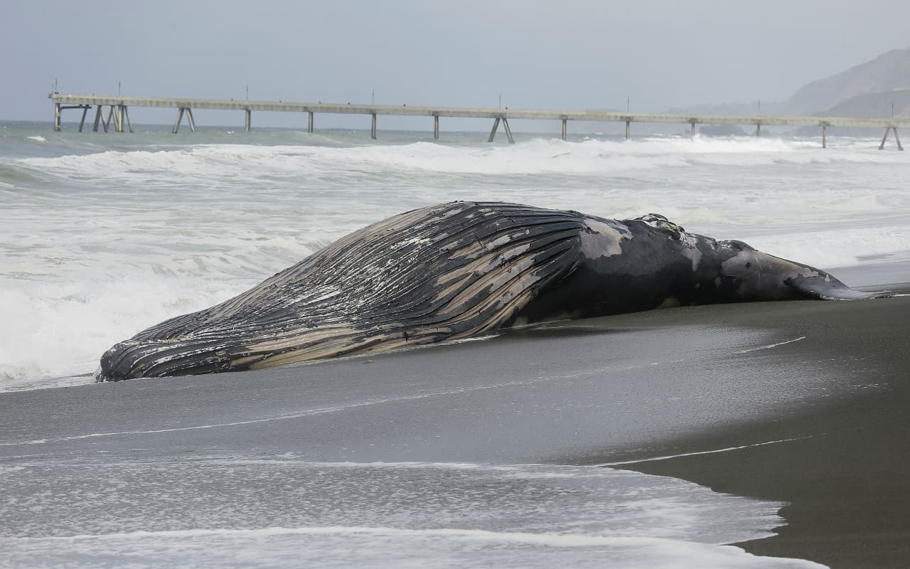 Los científicos tienen una explicación al fenómeno: las ballenas grises realizan la migración más larga de cualquier mamífero en el planeta, con un total de hasta 12,000 millas recorridas. Si tienen que nadar hacia el norte más de lo normal y no comen lo suficiente para el trayecto, pueden morir de hambre a mitad del camino.