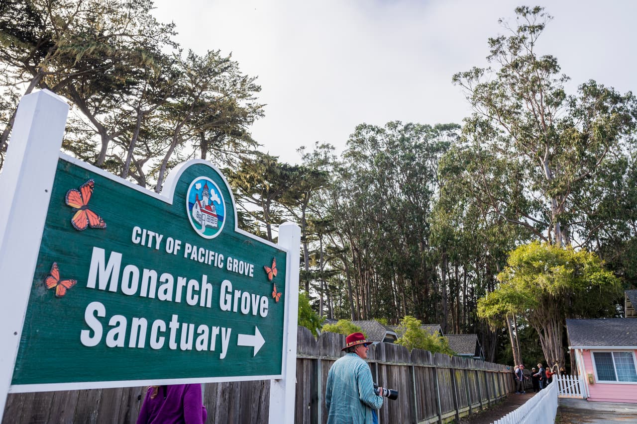 Las mariposas monarcas de todo el oeste migran anualmente a unos 100 sitios situados en la costa del Pacífico central, en California. Uno de los lugares de hibernación más conocidos es el Santuario de Monarch Grove, un sitio propiedad del ayuntamiento de la ciudad costera de Pacific Grove, donde el año pasado aparecieron muy pocas mariposas.