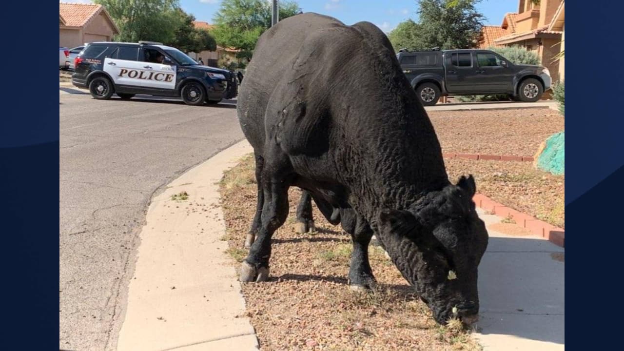 La policía de Tucson indica que no
<i><b>hubo daños materiales</b></i>.
<br>