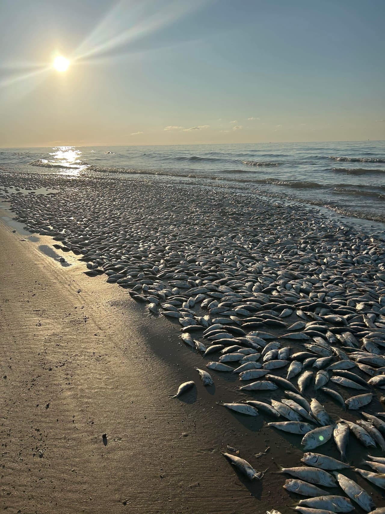 Por su parte,
<b>Parques y Vida Silvestre de Texas es consciente de las muertes y ha explicado cuál es la primera teoría de las causas de las muertes.</b>