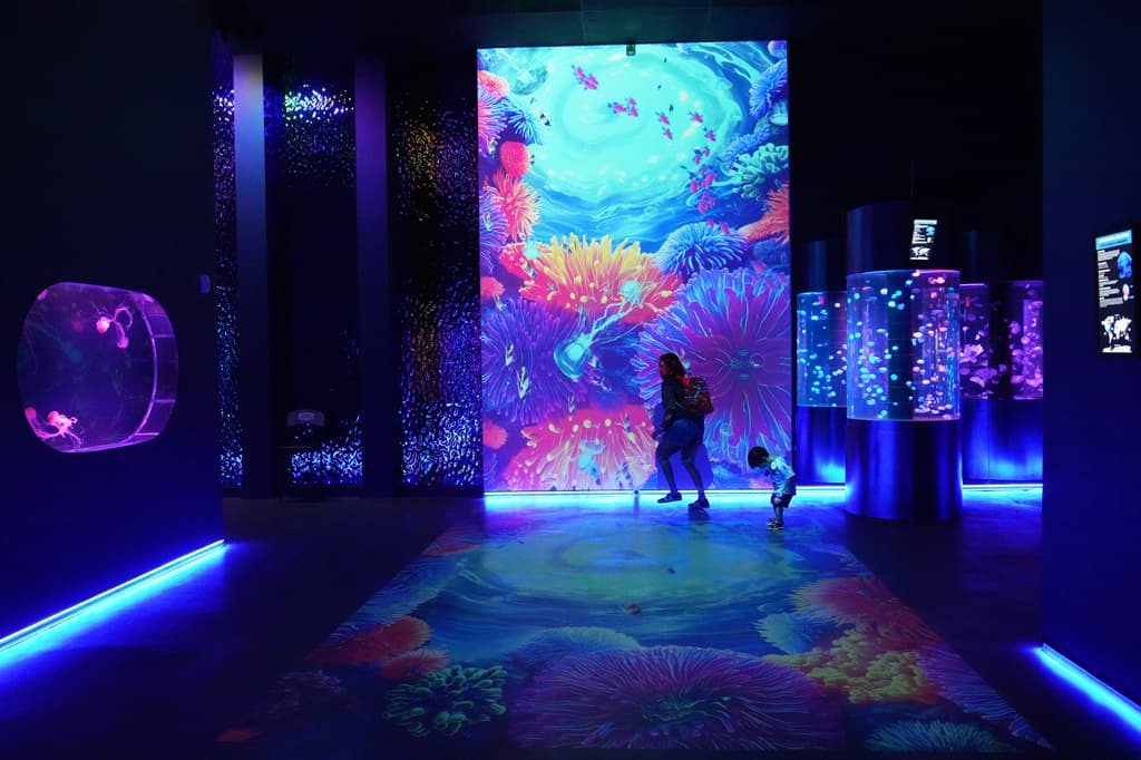 <b>Una experiencia inspirada en la calma: </b>El movimiento lento y constante de las medusas es parte fundamental de la experiencia que ofrece el museo. La iluminación de los tanques, las proyecciones y los espacios oscuros fueron pensados para crear una atmósfera tranquila. La idea es que los visitantes puedan observar los animales mientras conocen más sobre ellos y su importancia ecológica.