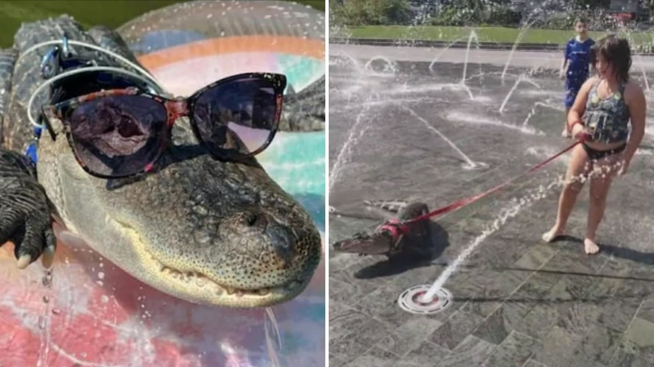Niña paseo un cocodrilo con correa por el parque y se hace viral: “es dulce por naturaleza”