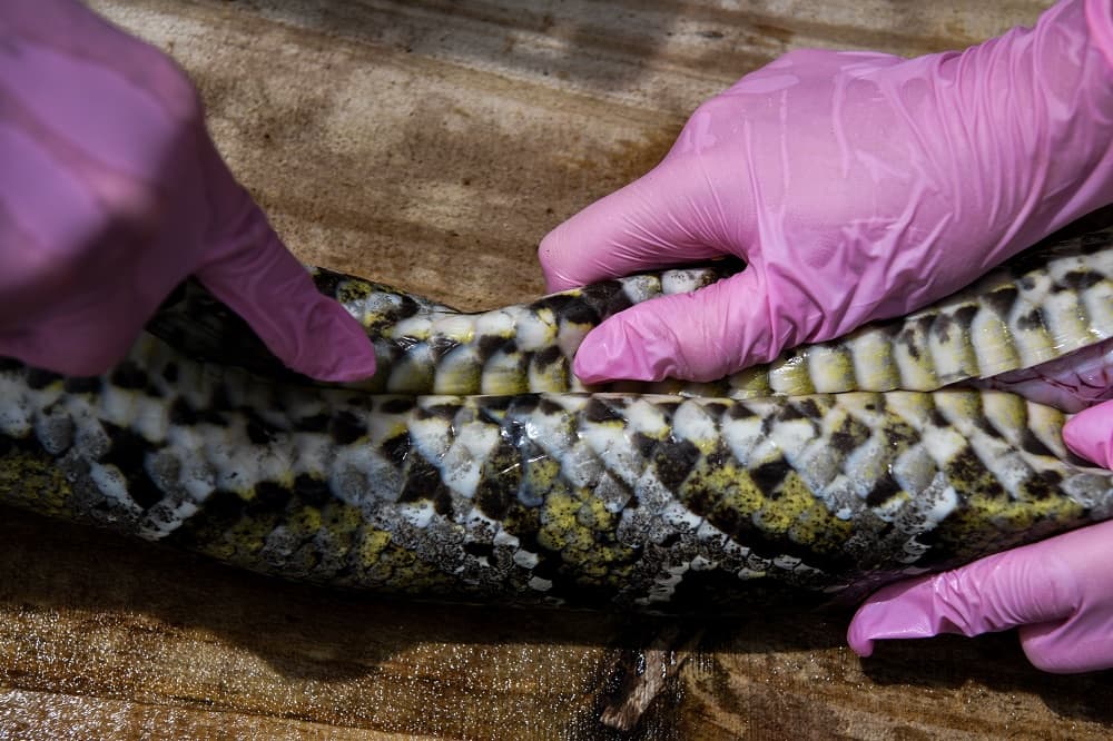 La Comisión de Conservación de Flora y Vida Silvestre de Florida (FWC) incentiva con premios y recompensas a los ciudadanos para que capturen a estas constrictoras que hacen estragos en el ecosistema floridiano.
<br>