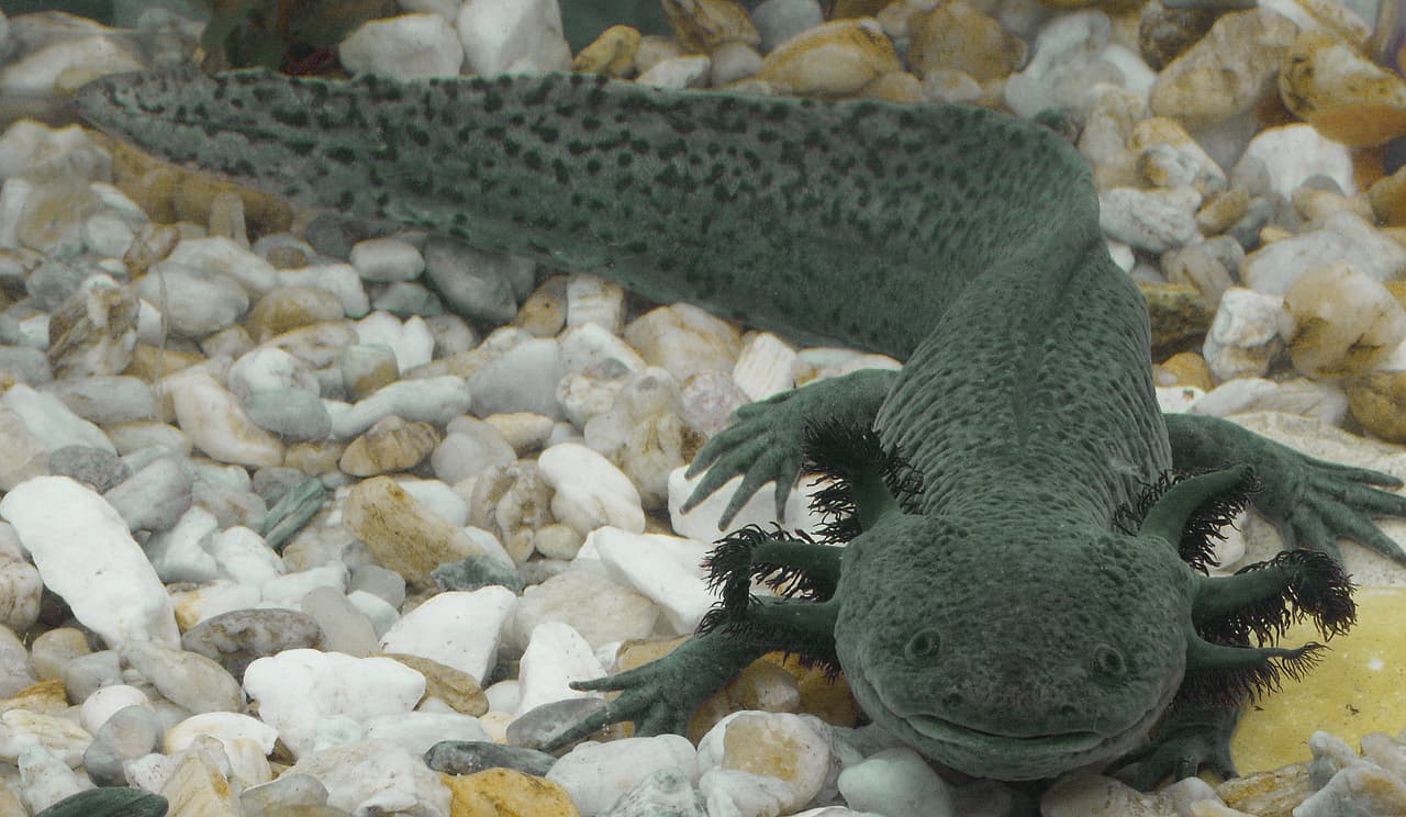 Algunos podrían considerar a este dragoncito acuático hasta simpático ya que parecería estar sonriendo constantemente. El
<b>axolote</b> (
<i>Ambystoma mexicanum</i>) también llamado salamandra mexicana, es un anfibio, pero a diferencia de los demás de esta clase, viven completamente en el agua. Su característica predominante son lo que parecen cuernos a los costados de su cabeza pero en realidad estas son sus agallas, que en vez de estar hacia adentro, son exteriores. A través de estas estructuras es que intercambian gases y así pueden respirar. Estas y la forma de su cola son características de larva que retienen a lo largo de su vida adulta. También, antes de alcanzar la madurez son particularmente llamativas porque son de color claro blanquecino y se ve la circulación roja en sus branquias. Cuenta la leyenda que esta criatura era un Dios azteca que se disfrazó de salamandra para evitar su sacrificio.