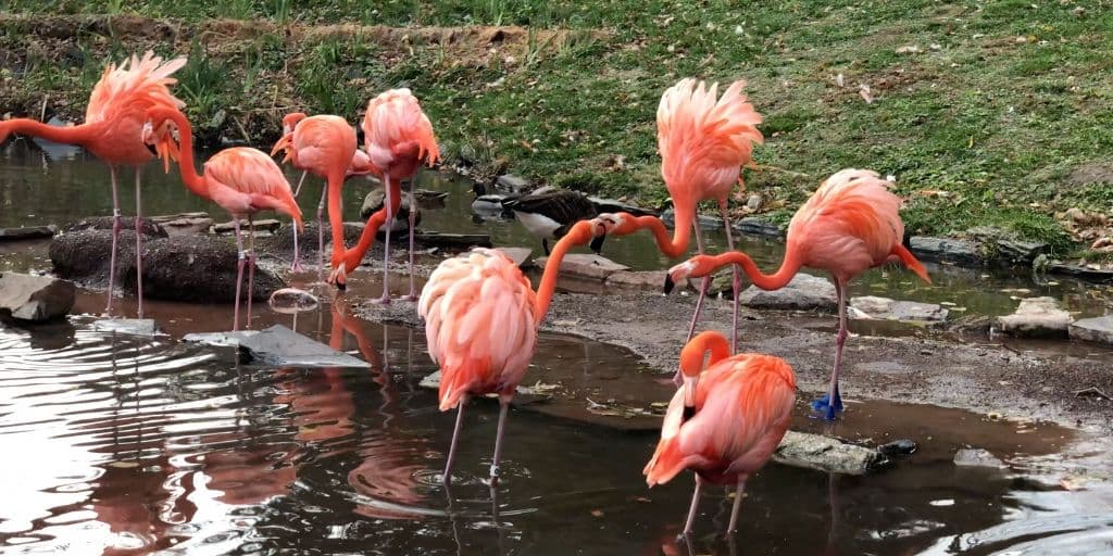 A pesar de que esta especie no está considerada en peligro de extinción, una de sus principales amenazas es la pérdida de hábitat provocada por la influencia de la actividad humana.
<br>