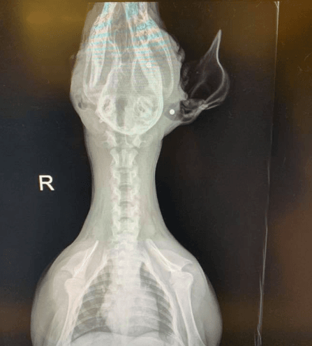 El buen samaritano, tras salir corriendo para evitar ser alcanzada por alguna de las balas, encontró a un cachorro llorando debajo de su auto. Pero, al cargarlo, se dio cuenta que el perro había recibido un disparo en la cabeza.