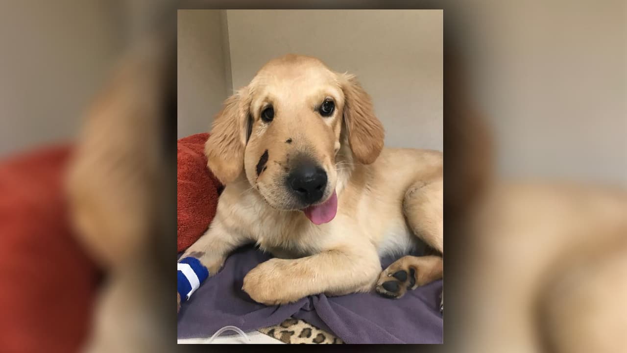 Este perro salvó a su dueña de ser mordida por una serpiente cascabel y ahora se recupera de sus heridas