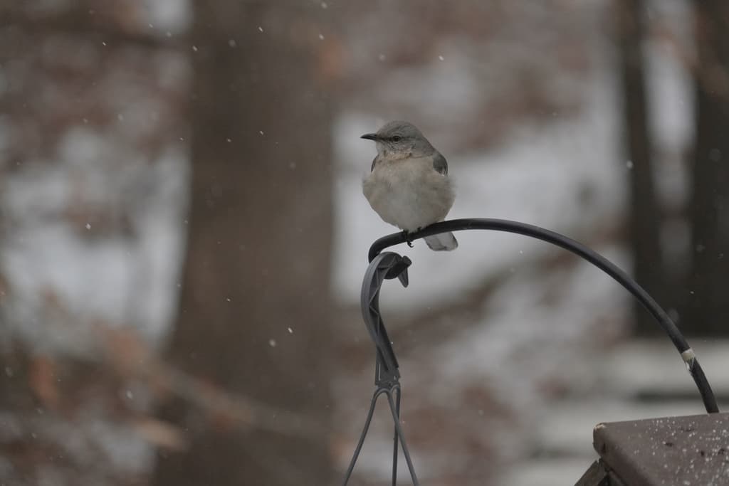 Condado de Brunswick se declara en estado de emergencia por la tormenta invernal Gianna
