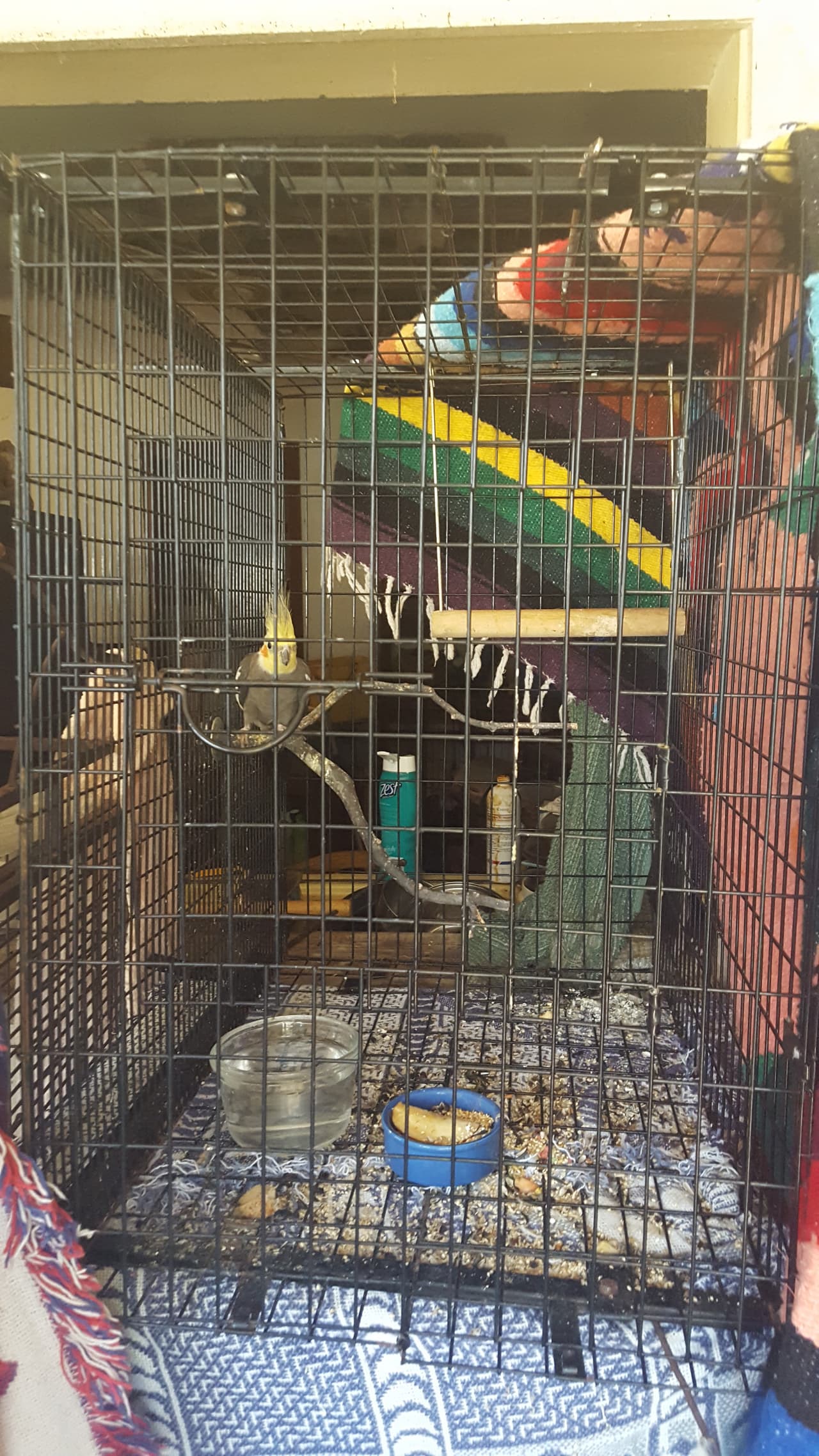 En el lugar también se encontraron un perico y dos cotorras monje.