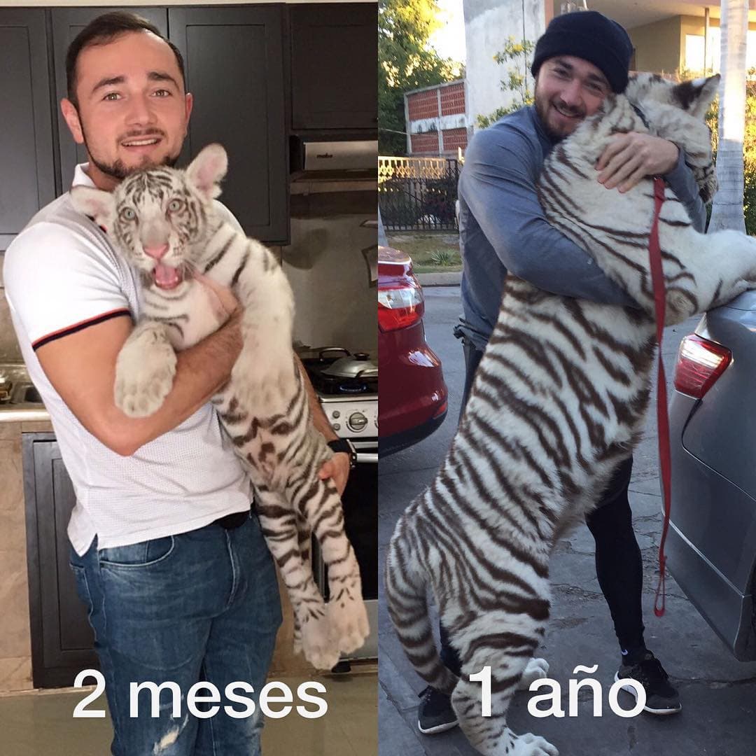 Además del ejercicio, una de las partes más importantes de su vida diaria es la convivencia con sus felinos. En esta foto, Beto Sierra aparece con 'El Blako', un tigre a quien tiene desde los 25 días de nacido.