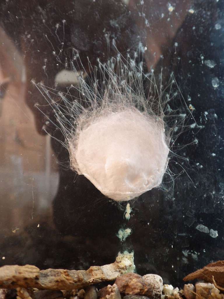 La especie es estudiada por especialista en San Diego, California.