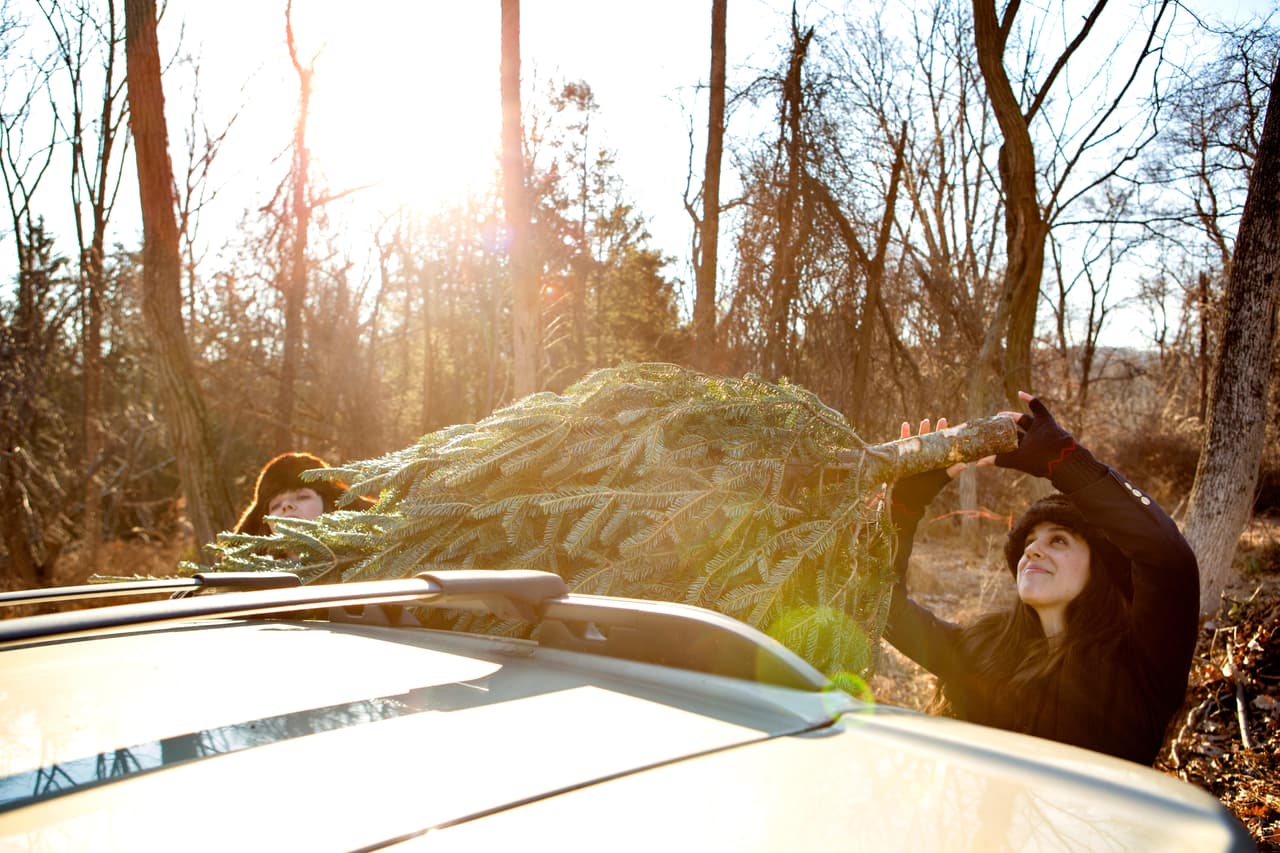 <b>Pide ayuda a tus familiares o amigos.</b> Aunque en los puntos de venta hay personas encargadas de ayudar a los clientes a subir los árboles a los autos, una vez en casa no deberías de moverlo por cuenta propia, ya que no sólo corres el riesgo de abollar la carrocería o de dañar el árbol, sino también de provocarte una lesión grave. Además, en familia o con amigos todo es mejor.