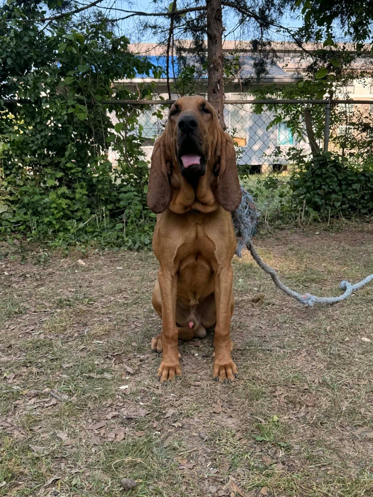 Goofy tiene 11 meses y es del bebé Agustín.