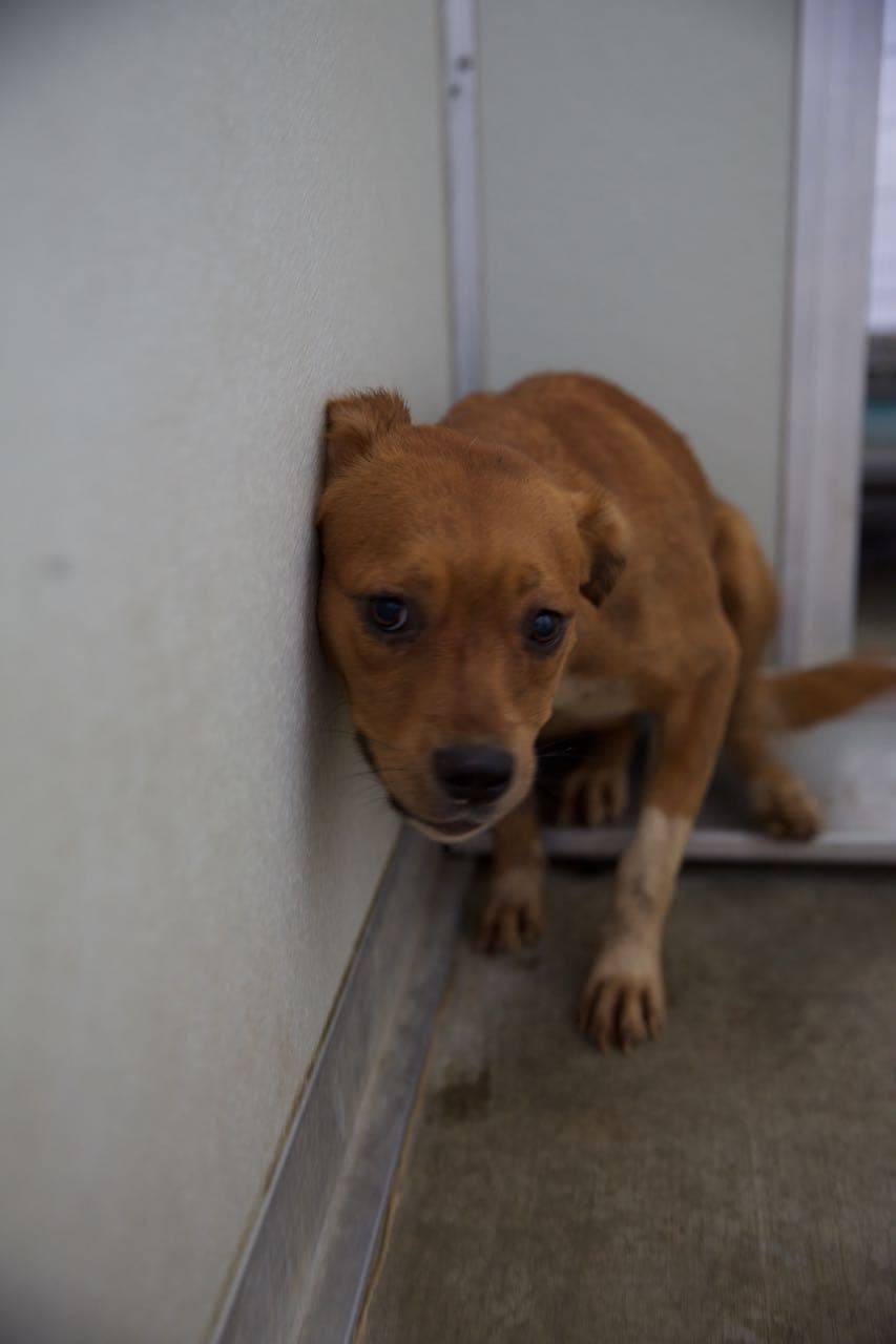 El Departamento de Policía de Corona, la dependencia al frente de la investigación, dijo que los perros vivían en condiciones "miserables" y que estaban “muy, muy asustados” cuando llegaron los agentes.