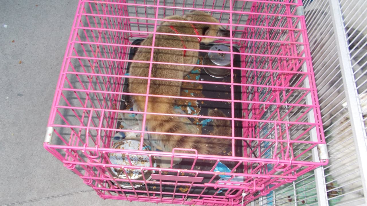 También un coati de nariz blanca, una especie en peligro de extinción, según el comunicado de las autoridades.