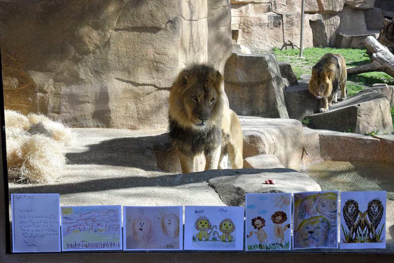 pero las instalaciones están cerradas al público por el
<a href="https://www.univision.com/temas/coronavirus">coronavirus,</a> y el público no ha podido ver a estos dos ejemplares en persona.