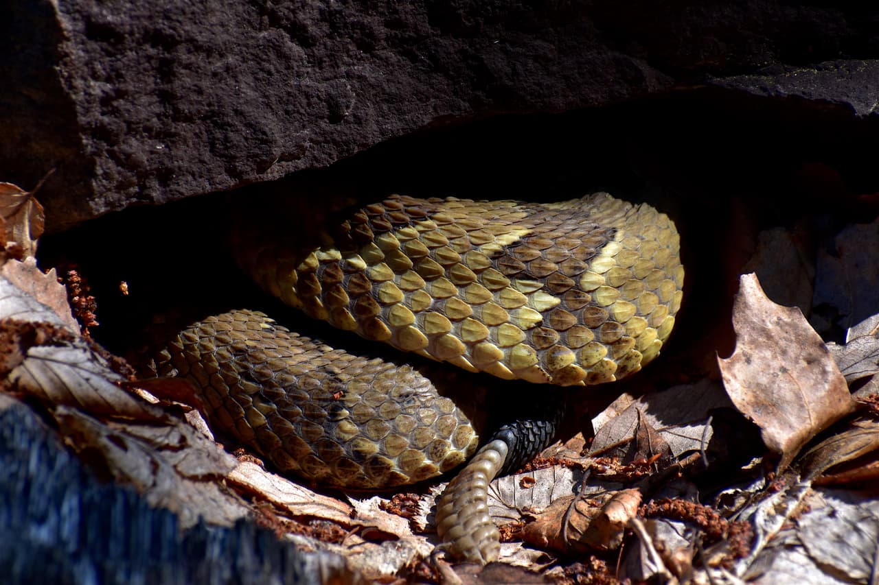 Cascabel negra en fase amarilla(
<b><i>Crotalus horridus) </i></b>puede encontrarse en bosque de montaña con afloramientos rocosos, taludes, grietas de rocas, salientes de rocas con vegetación, bosque maduro con numerosos troncos caídos y bosque joven con cubierta predominante de hojarasca.