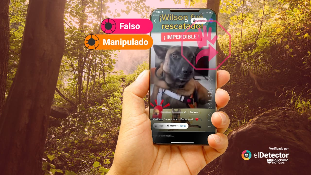 Es falso que apareció el perro rescatista Wilson: ese video está manipulado