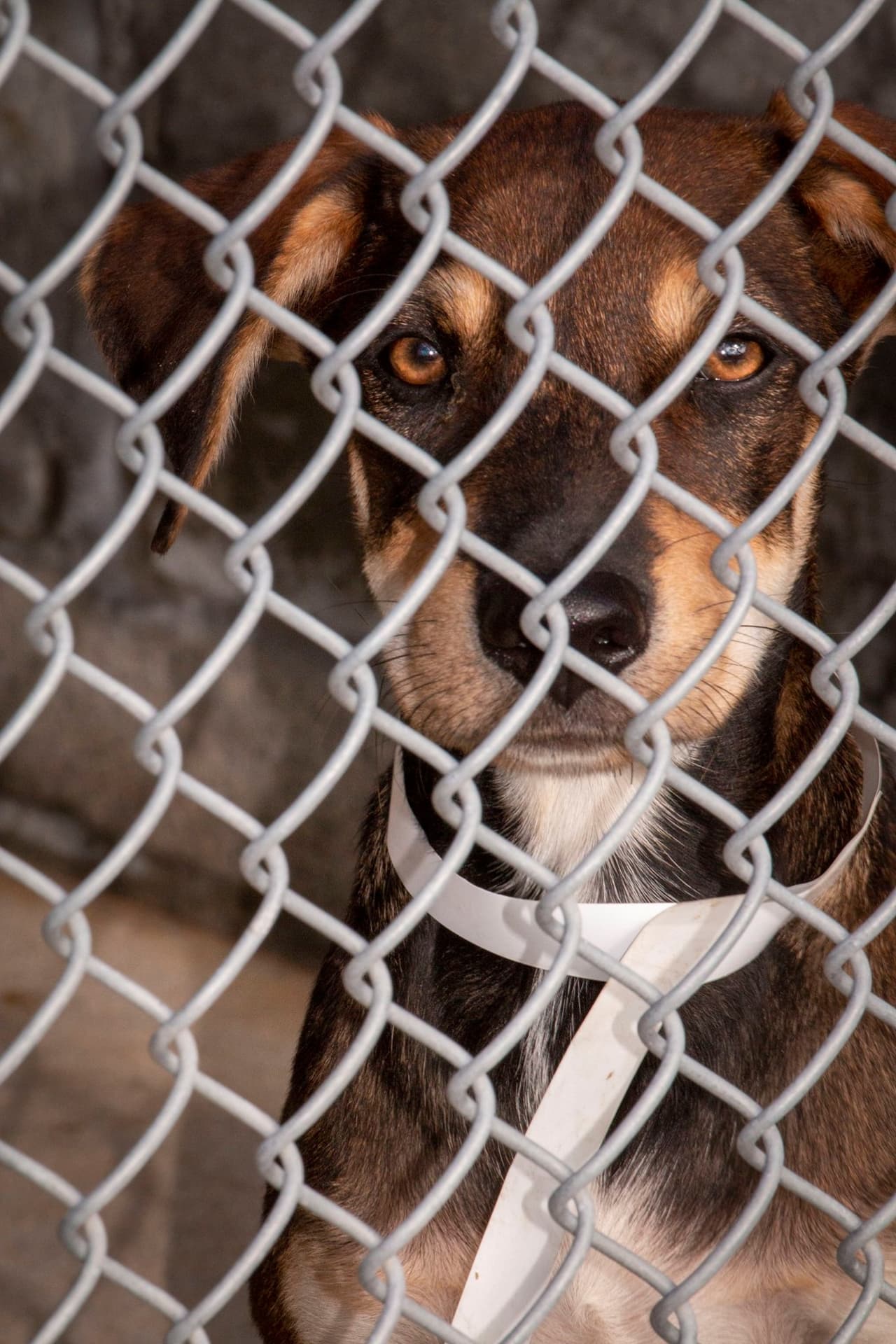 Los funcionarios del refugio expresaron que los perros estarán disponibles para adopción tan pronto como el 21 de enero.