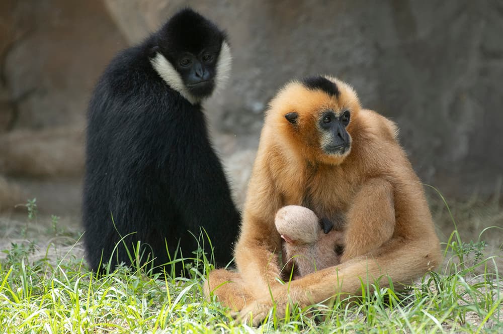 La familia gibón hizo su debut en público con el nuevo bebé el miércoles 8 de septiembre, en su hábitat del Zoo, mientras que sus compañeros orangutanes fueron mantenidos en sus hogares de noche, para asegurarse que no lastimarán al recién nacido.
<br>