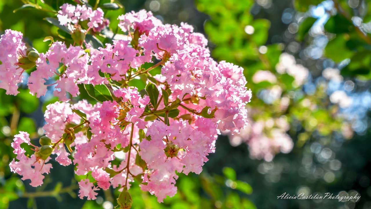 Miss Ima Hogg y sus hermanos eligieron estos 14 acres para crear estos jardines llenos de color.