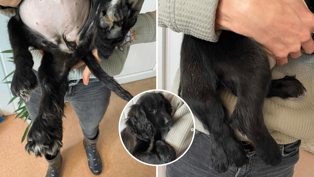 Ella es Ariel, la perrita de 6 patas que cautivó al Internet con su historia.