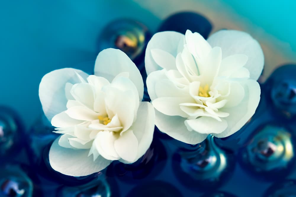 El nombre de la flor proviene de la palabra persa 'yasmin', que quiere decir "flor perfumada", y también del nombre femenino de Jasmine, que significa "regalo de Dios".