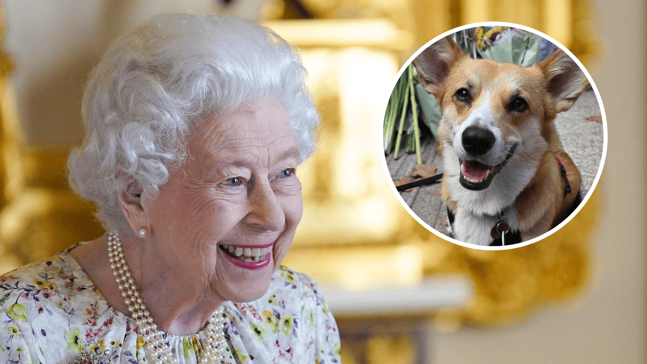 Los perros de la reina Isabel II ya tienen nuevos dueños: ellos se harán cargo de los corgis