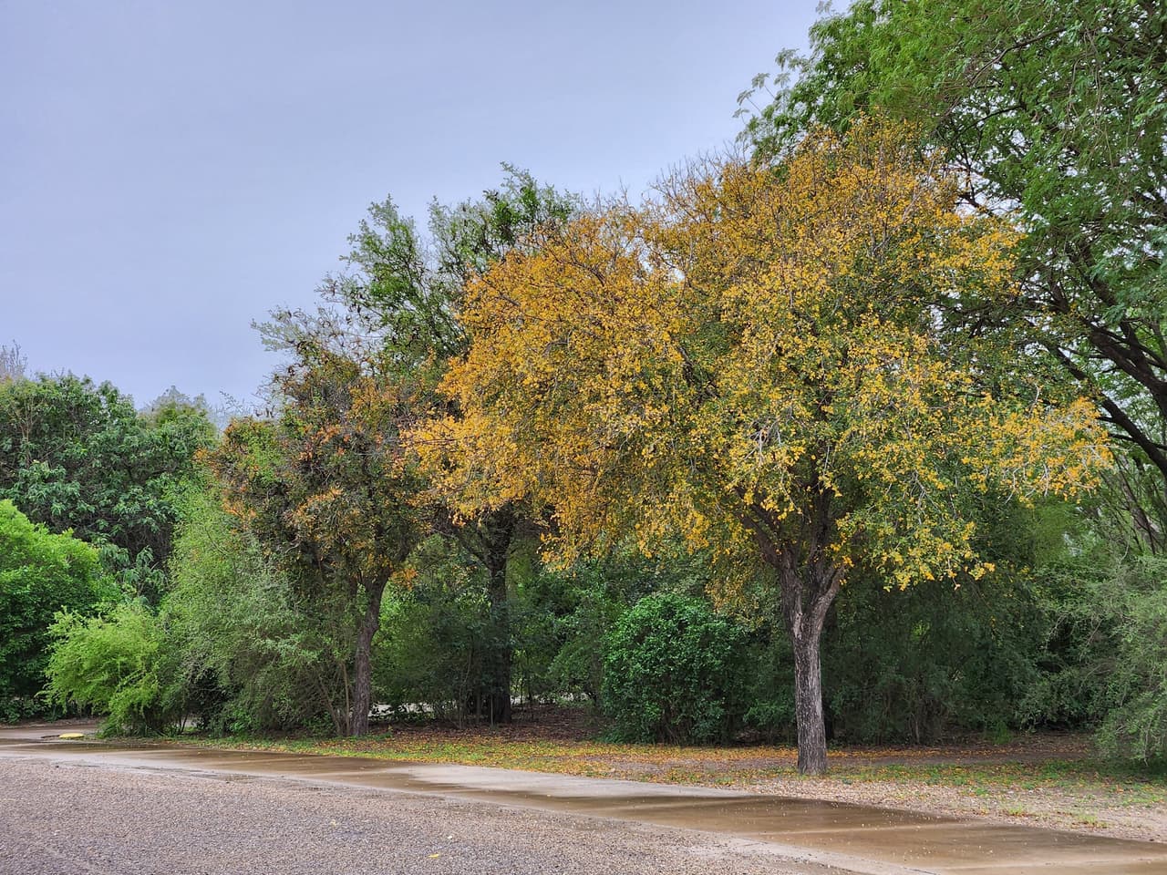Parque Estatal Bentsen-Rio Grande Valley en Texas, Estados Unidos